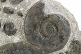 Plate of Devonian Ammonite Fossils - Morocco #259696-1